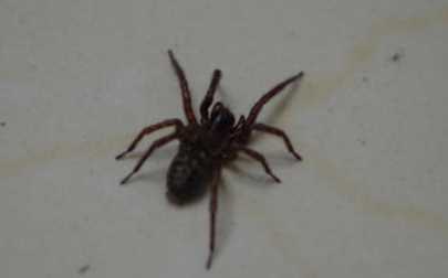 大蜘蛛會(huì )咬人,大蜘蛛進(jìn)家里會(huì )咬人嗎圖4