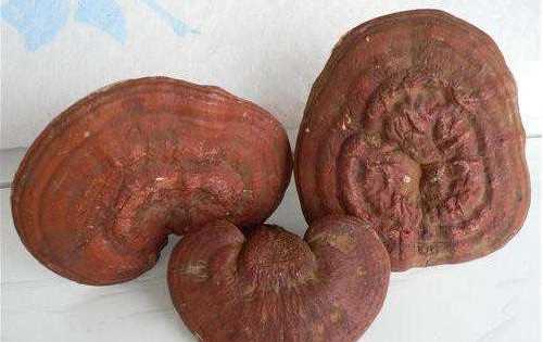 赤靈芝和紫靈芝有什么區別,黑靈芝赤靈芝紫靈芝它們的功效有什么區別圖1