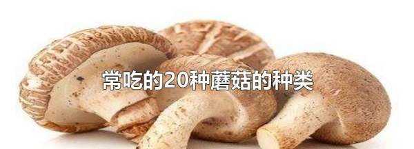 市場(chǎng)上常吃的蘑菇種類(lèi),常吃的20種蘑菇的種類(lèi)圖片圖1
