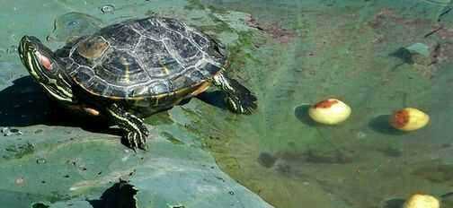 烏龜蛋怎么炒,烏龜蛋可以吃嗎有什么營(yíng)養圖1