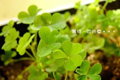 四葉草的幸福微信頭像