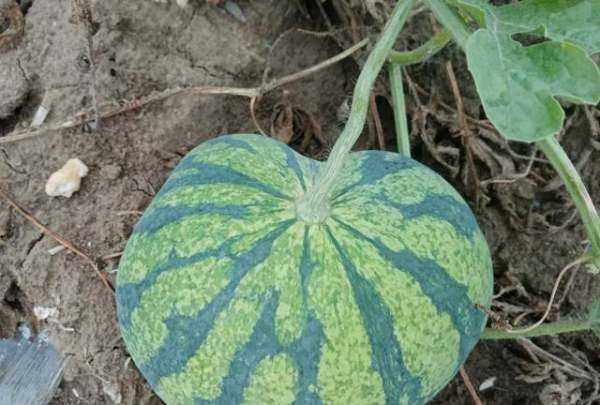 如何儲存西瓜4個(gè)月,西瓜怎么保存的時(shí)間長(cháng)一點(diǎn)圖3