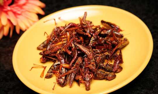 螞蚱可以吃,農村草叢里常見(jiàn)的螞蚱圖片圖1