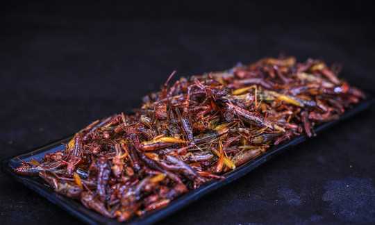 螞蚱可以吃,農村草叢里常見(jiàn)的螞蚱圖片圖3