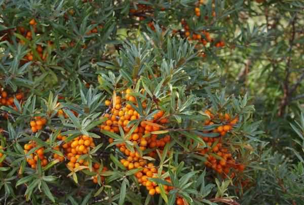 沙棘果有籽,沙棘是什么水果圖1