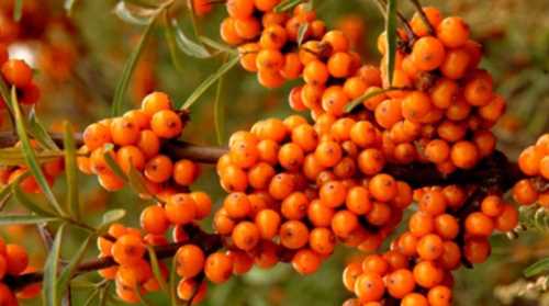 在山西五臺山見(jiàn)到一種植物叫什么