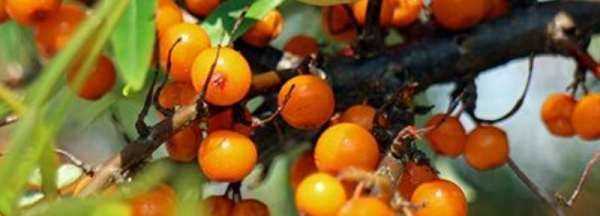 沙棘果有籽,沙棘是什么水果圖3