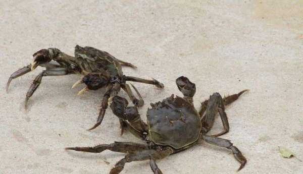 螃蟹是放在水里面養還是不放水,螃蟹可以放水里養著(zhù)嗎圖4