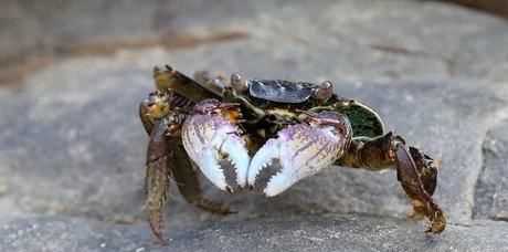 螃蟹是放在水里面養還是不放水,螃蟹可以放水里養著(zhù)嗎圖6