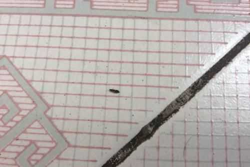 面粉有黑色蟲(chóng)子還能吃嗎