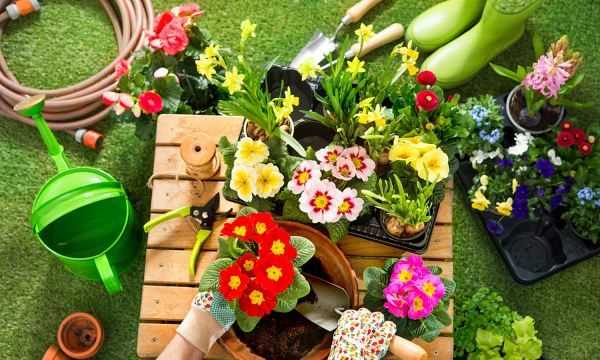 佛手瓜綠色好還是白色好,佛手和佛手瓜的區別在哪里圖1