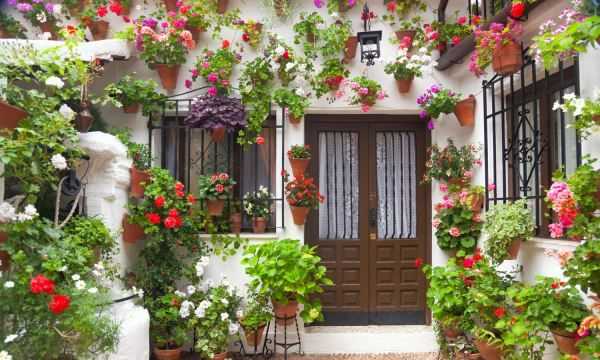 佛手瓜綠色好還是白色好,佛手和佛手瓜的區別在哪里圖2