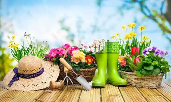 佛手瓜綠色好還是白色好,佛手和佛手瓜的區別在哪里圖3