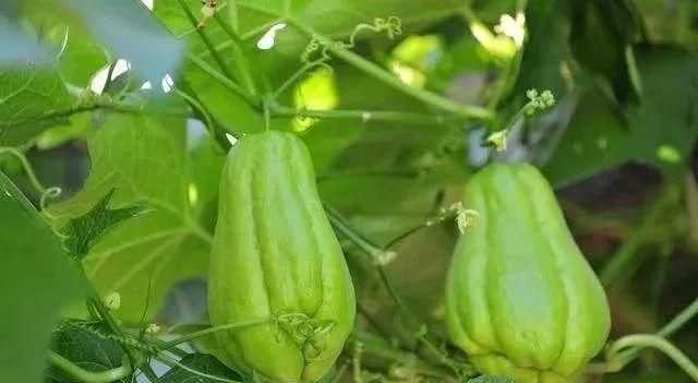 佛手瓜的生長(cháng)環(huán)境和特點(diǎn)