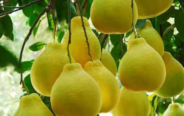 柚子苦能吃嗎，柚子皮薄吃起來(lái)苦苦地怎么回事，還能吃嗎？圖2