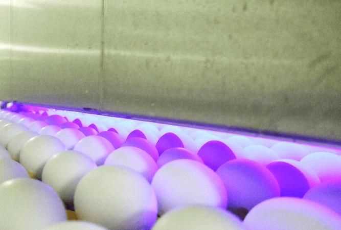 如何自制無(wú)菌蛋