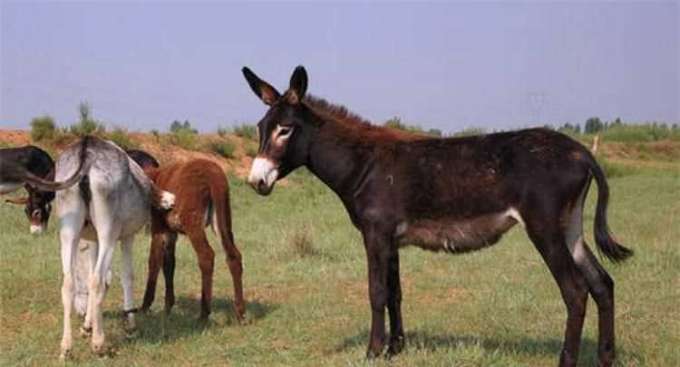 英雄聯(lián)盟類(lèi)似馬超的英雄