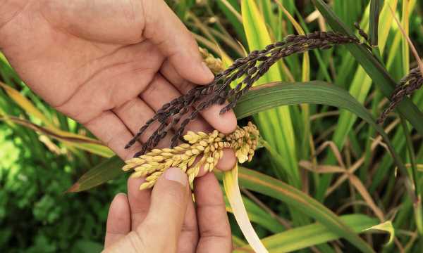 黑米飯怎么蒸才能軟糯,怎樣蒸黑米飯好吃竅門(mén)圖5