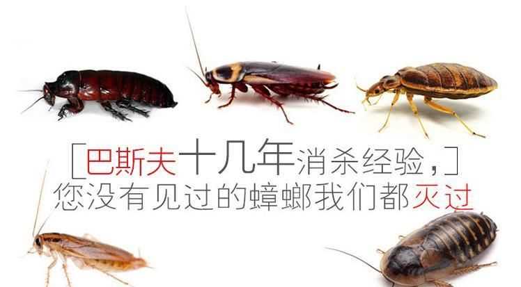 家庭自己消殺蟑螂，最有效的方法是什么！
