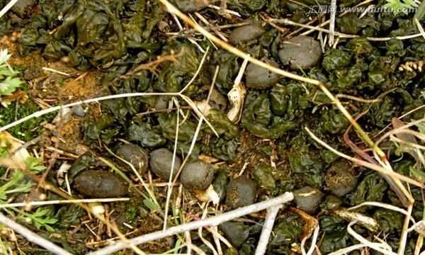 地皮菜有毒,地皮菜泡多久了有沒(méi)有毒圖2