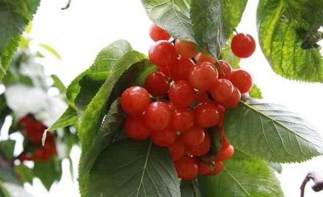 櫻桃放多久會(huì )變味，冰糖櫻桃汁能存放多久？圖2