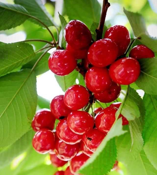 櫻桃放多久會(huì )變味，冰糖櫻桃汁能存放多久？圖3