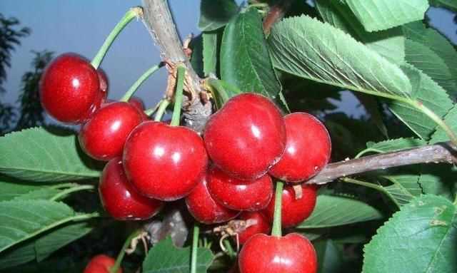 櫻桃放多久會(huì )變味，冰糖櫻桃汁能存放多久？圖4