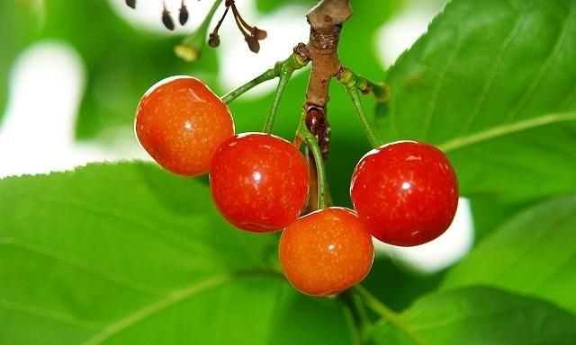 櫻桃放多久會(huì )變味，冰糖櫻桃汁能存放多久？圖5