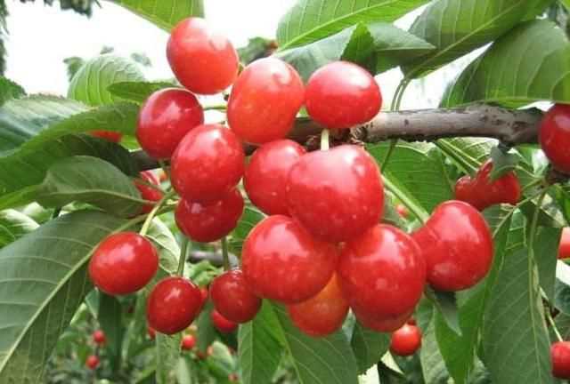 櫻桃放多久會(huì )變味，冰糖櫻桃汁能存放多久？圖6