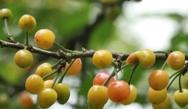 櫻桃放多久會(huì )變味，冰糖櫻桃汁能存放多久？圖7