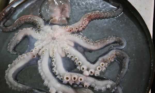 海鮮爆頭是什么東西,海邊有些漁民吃八爪魚(yú)動(dòng)不動(dòng)就是爆頭的圖9