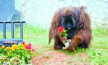 什么動(dòng)物不怕打雷不怕下雨的