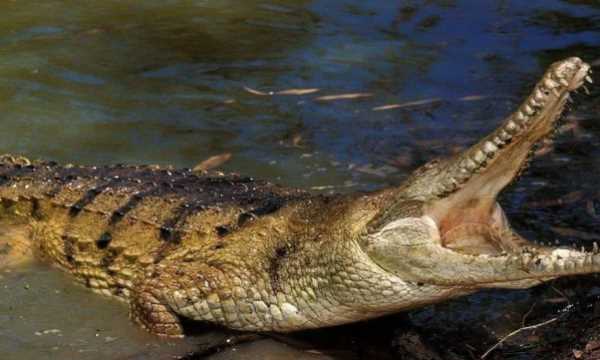 不怕打雷下大雨的動(dòng)物,只怕雨水不怕風(fēng)什么動(dòng)物圖3
