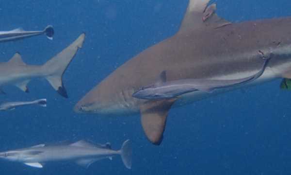 不怕打雷下大雨的動(dòng)物,只怕雨水不怕風(fēng)什么動(dòng)物圖4