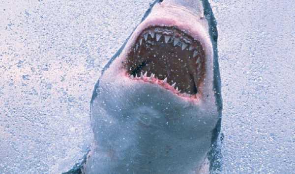 不怕打雷下大雨的動(dòng)物,只怕雨水不怕風(fēng)什么動(dòng)物圖5