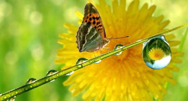 不怕打雷下大雨的動(dòng)物,只怕雨水不怕風(fēng)什么動(dòng)物圖6