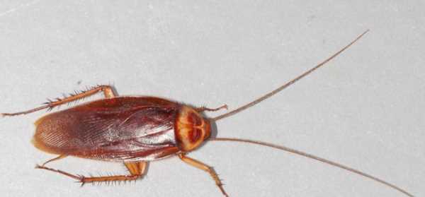 高層蟑螂多還是低層多,樓層越高蟑螂越少嗎圖1