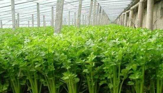 芹菜屬于什么類(lèi)蔬菜，芹菜是我們常吃的一種蔬菜，都有哪些種類(lèi)？如何種植才能高產(chǎn)？圖2