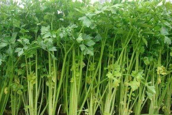 芹菜屬于什么類(lèi)蔬菜，芹菜是我們常吃的一種蔬菜，都有哪些種類(lèi)？如何種植才能高產(chǎn)？圖3
