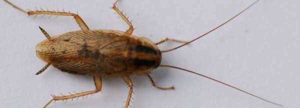 高層蟑螂多還是低層多,樓層越高蟑螂越少嗎圖3