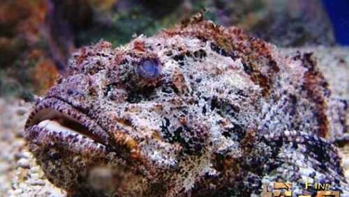 石頭見(jiàn)水會(huì )著(zhù)火是什么化學(xué)東西引起的