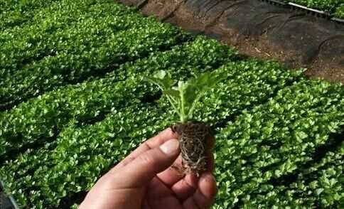 芹菜屬于什么類(lèi)蔬菜，芹菜是我們常吃的一種蔬菜，都有哪些種類(lèi)？如何種植才能高產(chǎn)？圖4