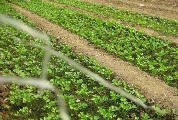 芹菜屬于什么類(lèi)蔬菜，芹菜是我們常吃的一種蔬菜，都有哪些種類(lèi)？如何種植才能高產(chǎn)？圖5