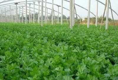 芹菜屬于什么類(lèi)蔬菜，芹菜是我們常吃的一種蔬菜，都有哪些種類(lèi)？如何種植才能高產(chǎn)？圖6
