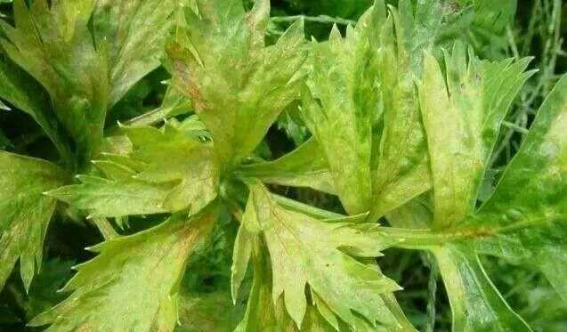 芹菜屬于什么類(lèi)蔬菜，芹菜是我們常吃的一種蔬菜，都有哪些種類(lèi)？如何種植才能高產(chǎn)？圖7