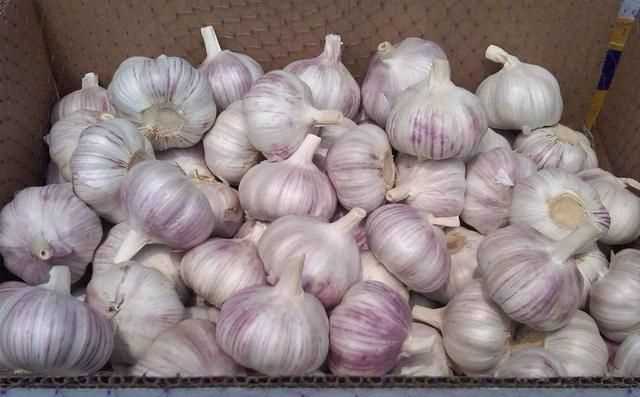 糖醋蒜為什么冒氣泡，用水封口玻璃罐腌制糖蒜兩天了，現在糖蒜出現冒氣泡現象，這是什么原因？圖3