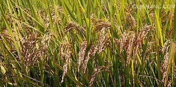 秋天的水果有哪些，秋天成熟的農作物有哪些？圖3