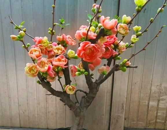 二十一種海棠花怎么養護