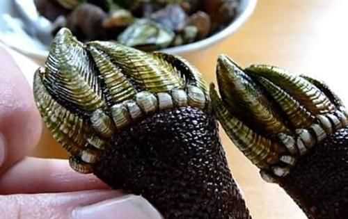 藤壺和佛手是一樣嗎,萬(wàn)能的網(wǎng)友知道這是什么海鮮