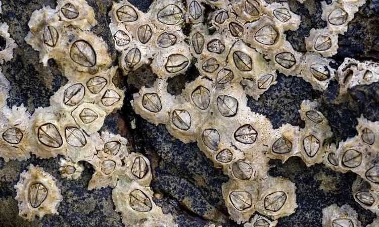 佛手螺和藤壺的區別圖片